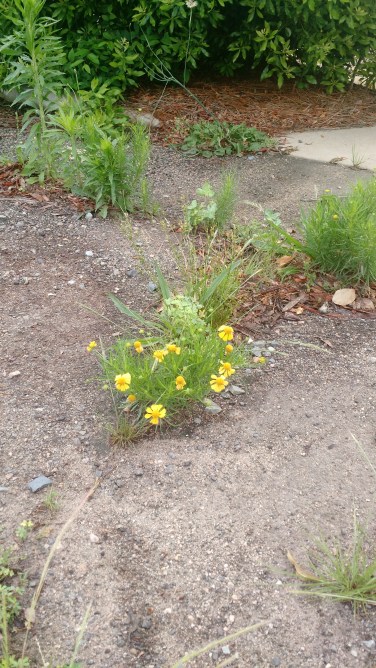 IMG_20170511_074027187